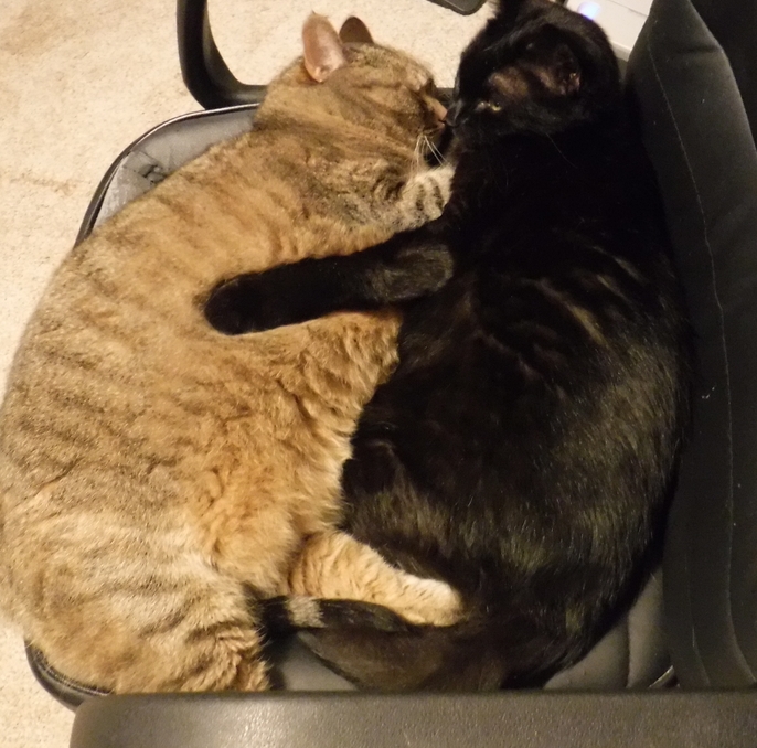 Tippie & Lily - sisters & best buddies